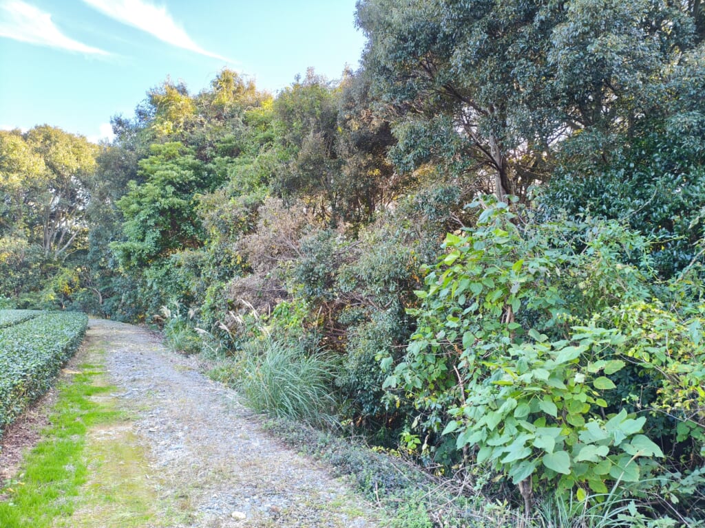 №E0003【静岡県牧之原市細江】土地（先祖から相続した山林・原野）あげます！譲ります！０円物件！