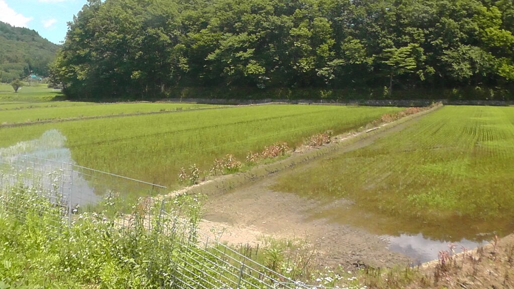 №B0017-1【福島県飯舘村飯樋】土地（農地・田畑）あげます！譲ります！0円物件！無料！