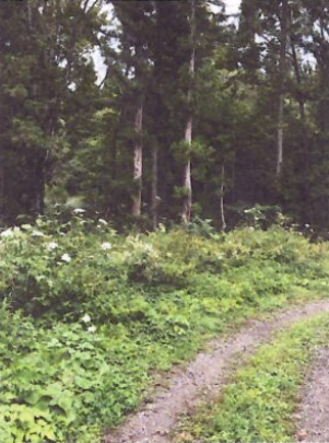 （お譲り先決定）【新潟県妙高市杉野沢】山林（別荘地）あげます！
