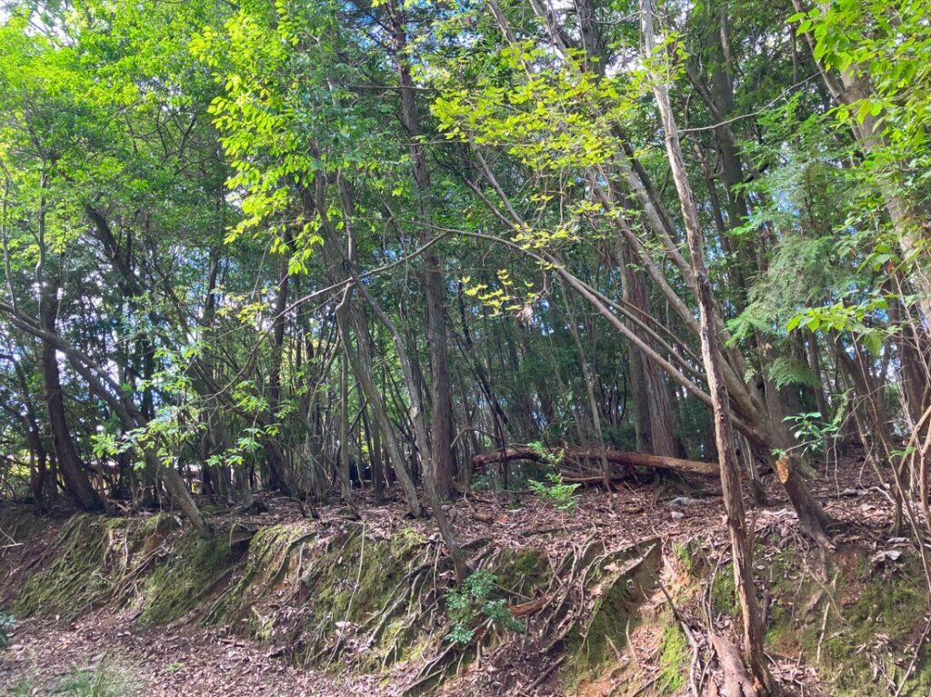 （お譲り先決定）【滋賀県大津市】接道のある山林あげます！比較的市街地に近いと思います。
