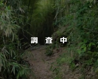 （お譲り先決定）【静岡県伊東市宇佐美】17,000㎡の山林あげます！