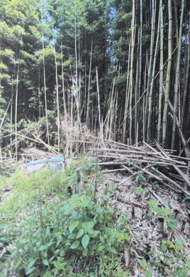 （お譲り先決定）【神奈川県逗子市桜山】山林2筆あげます！