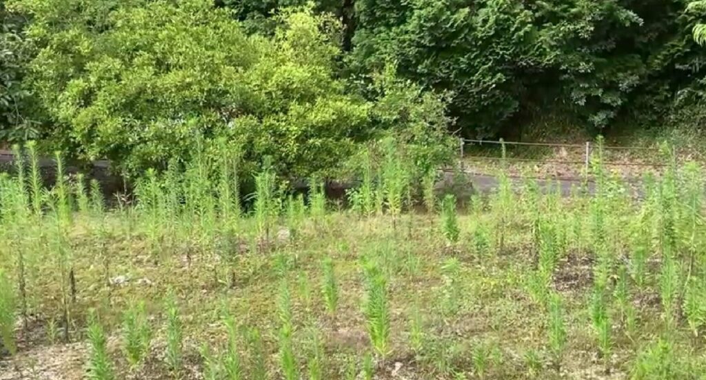 （お譲り先決定）【山口県岩国市周東町】山林内の土地（雑種地）2筆あげます！