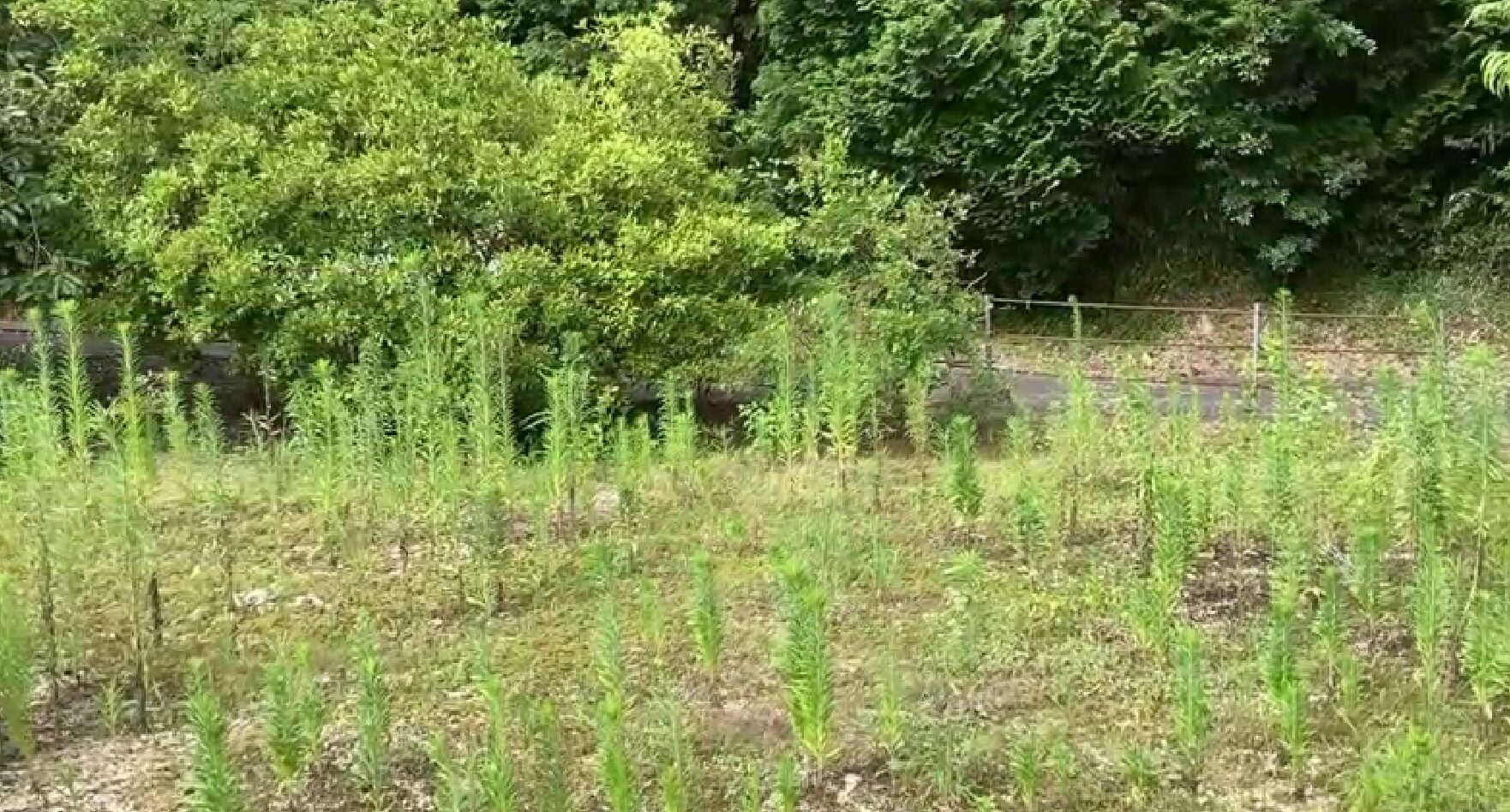 （お譲り先決定）【山口県岩国市周東町】山林内の土地（雑種地）2筆あげます！