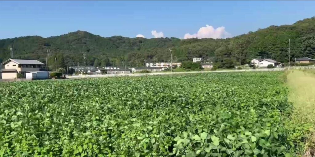 №E384【愛知県岡崎市桑谷町】農地(田)9筆あげます！