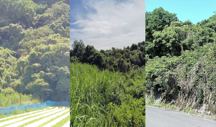 【鹿児島県垂水市中俣】土地（山林）3筆あげます！
