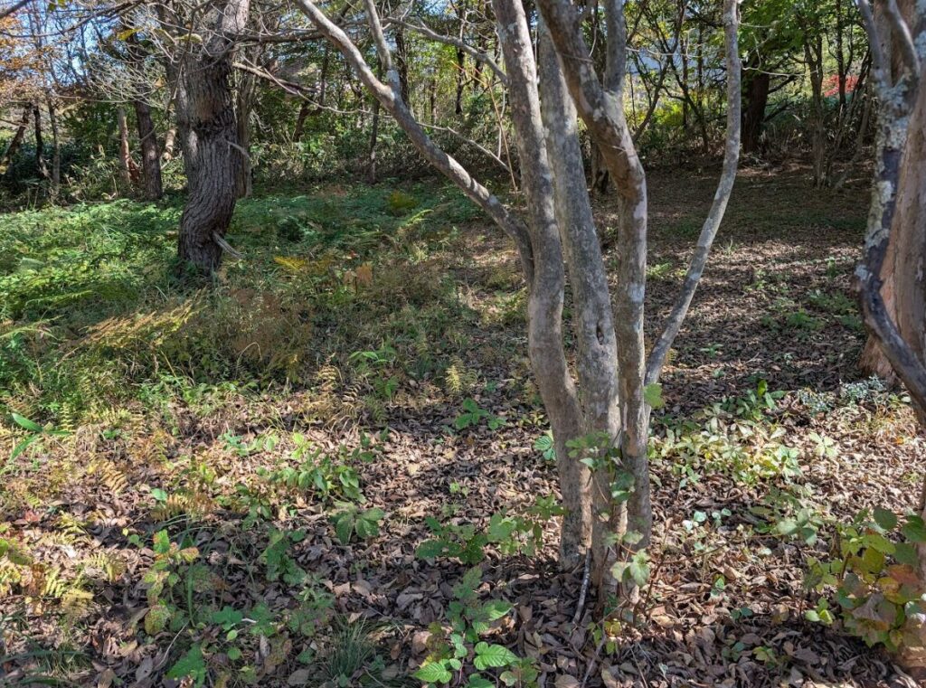 №B914【福島県天栄村】土地（購入した別荘地内の山林）あげます！譲ります！０円物件！