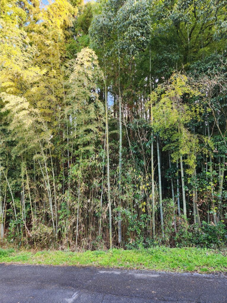 №H0117【愛媛県今治市朝倉上】土地（先祖から相続した山林・原野）あげます！譲ります！0円物件！無料！