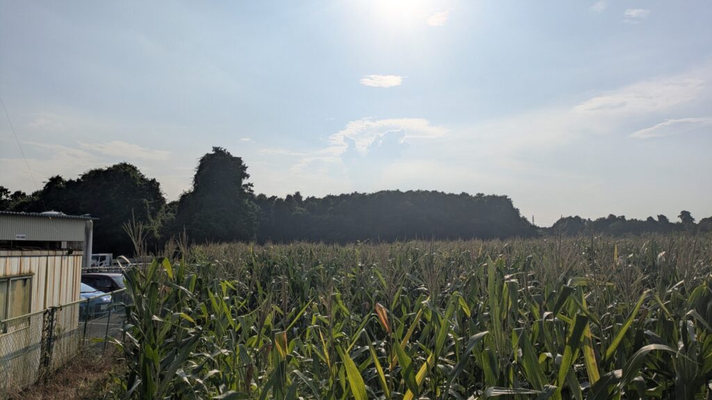 【茨城県小美玉市】土地（山林）1筆あげます！０円物件！