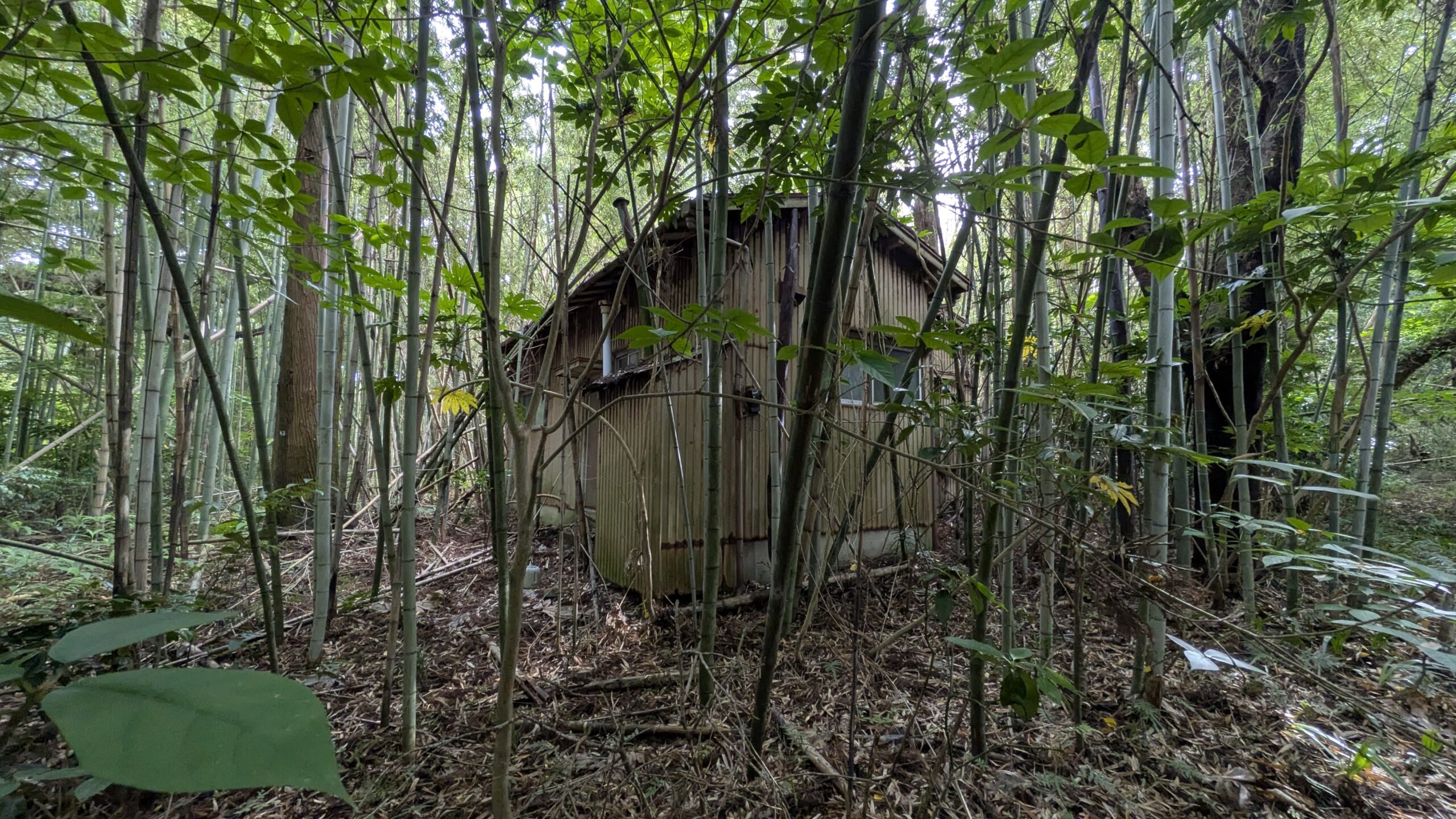 【千葉県いすみ市岬町】2か所に分かれた山林6筆あげます！1か所は古い家屋付きです。