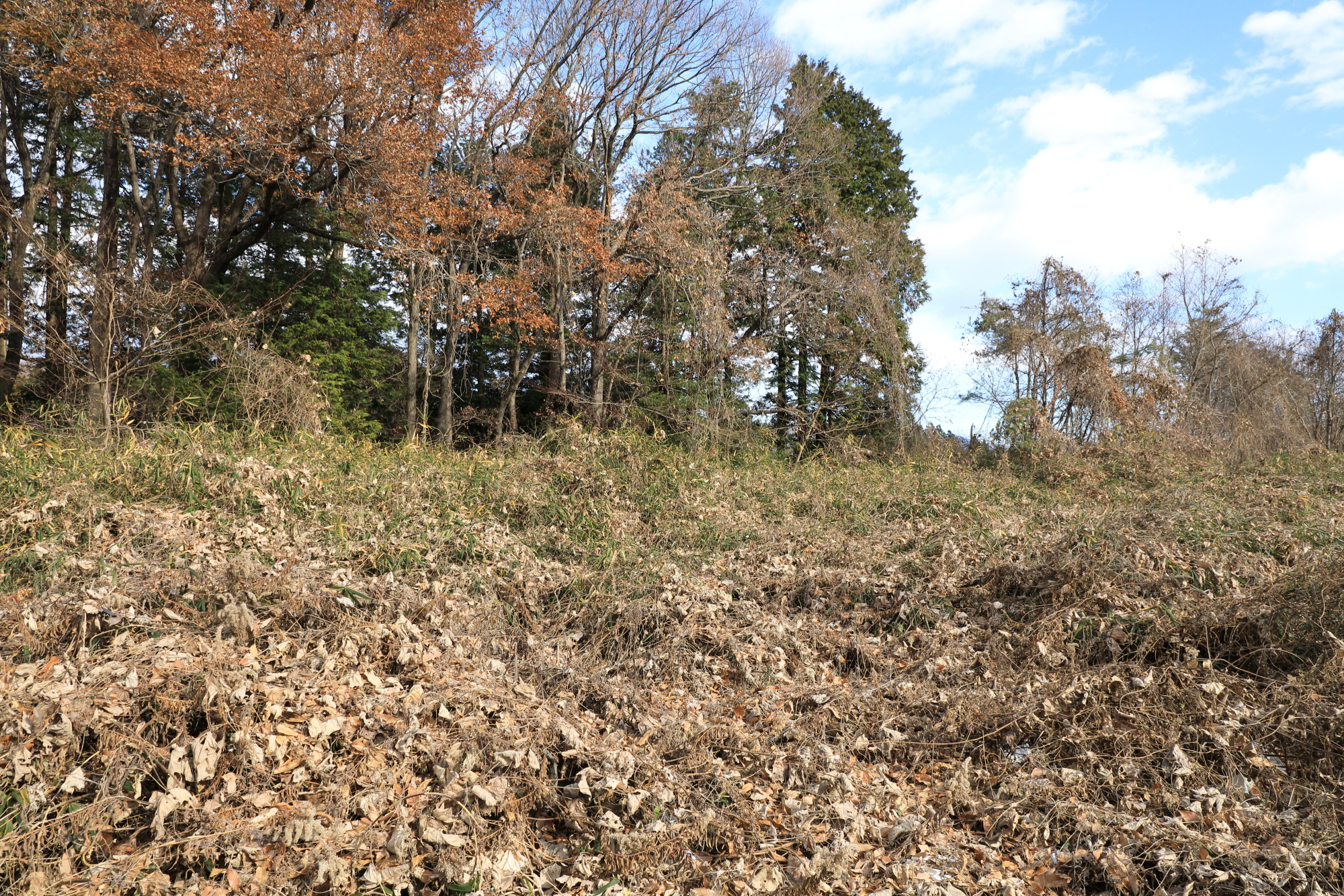 （お譲り先決定）【茨城県桜川市上野原地新田】遊休地状態の分譲地2筆あげます！（地目は山林）太陽光発電設備は付属せず、草木の茂った土地のみの募集です。
