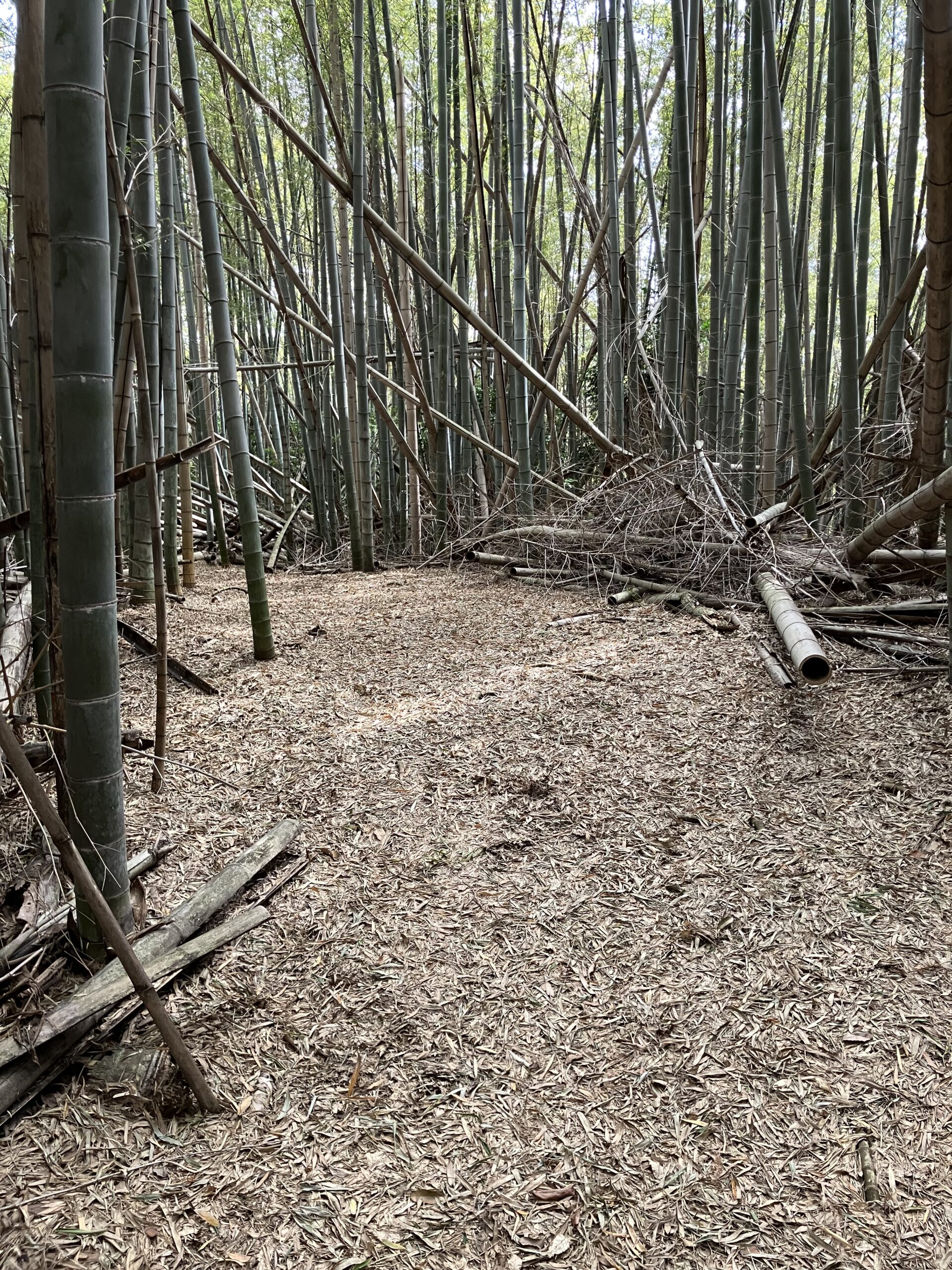 （お譲り先決定）№G568【京都府八幡市橋本東】傾斜がキツい危険な竹林（保安林）を責任をもって管理できる方にお譲りしたい。