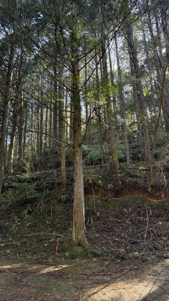 №G816【和歌山県かつらぎ町】土地（購入した分譲山林）あげます！譲ります！０円物件！