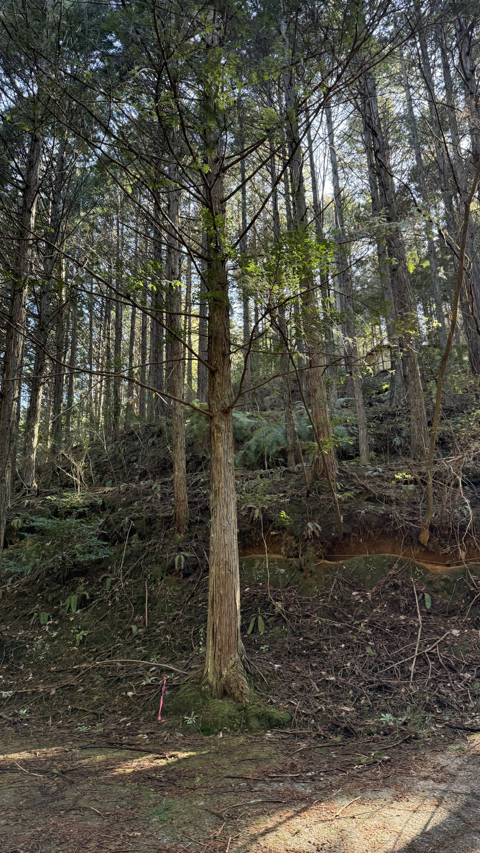 【和歌山県かつらぎ町】土地（購入した分譲山林）あげます！譲ります！
