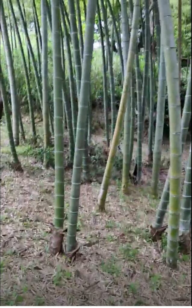 お譲り先決定）【静岡県掛川市大池】山林（竹林）あげます！農家資格を