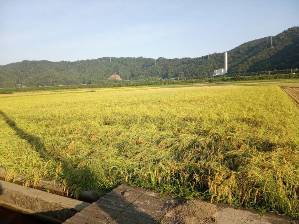 （お譲り先決定）№F302【福井県小浜市尾崎】農地２４筆まとめてあげます！農家さんへ賃貸中のため、状態は良いほうかもしれません。農作業小屋付きです。
