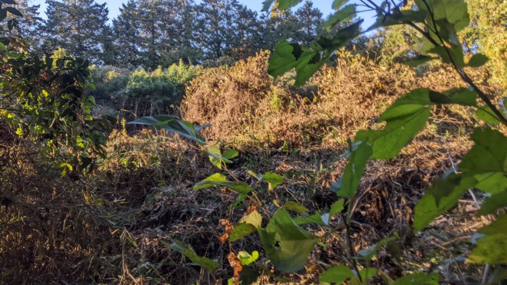 【茨城県稲敷郡阿見町】山林2筆＋農地（畑）1筆あげます！０円物件！