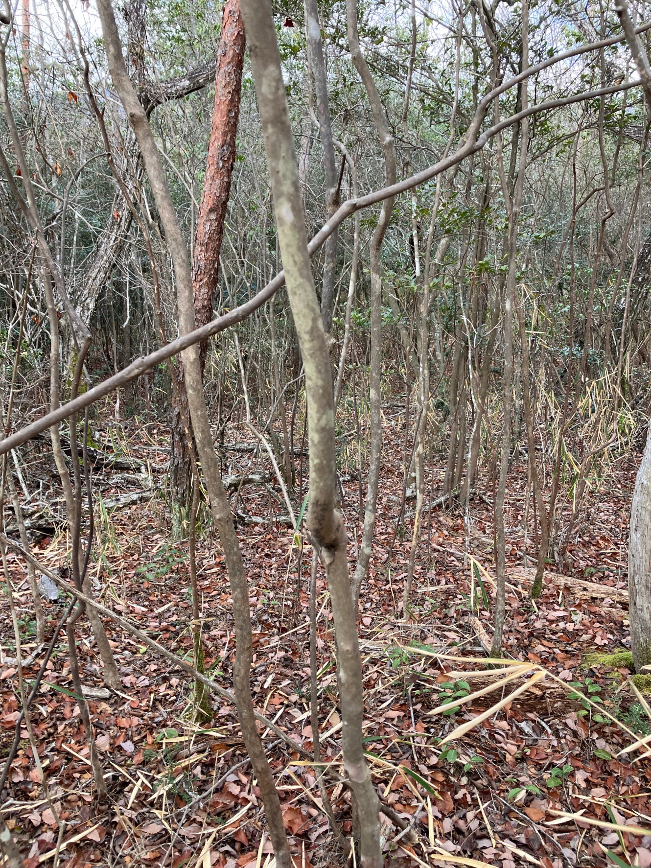 （お譲り先決定）【兵庫県丹波篠山市今田町】山林（分譲地・別荘地）3筆あげます、こんだ薬師温泉ぬくもりの郷近くの土地あげます！