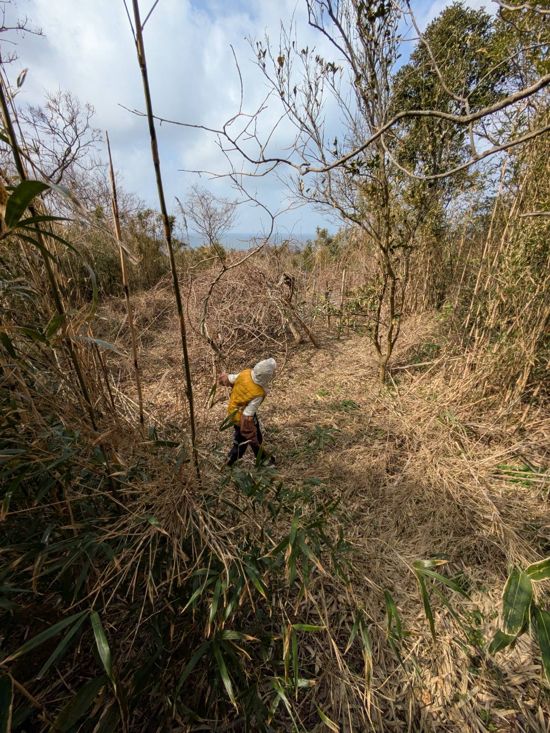 （お譲り先決定）【石川県輪島市門前町】小粒に点在する山林15筆あげます！一部場所不明の土地があります。