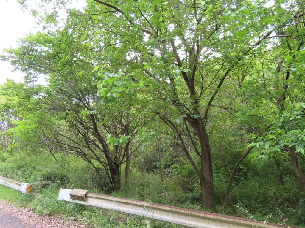 （お譲り先決定）【広島県尾道市向島町】山林あげます！固定資産税や管理費はかかっていません。元畑でしたが山林化しており、地目も山林に変更しました。土地0円であげます。