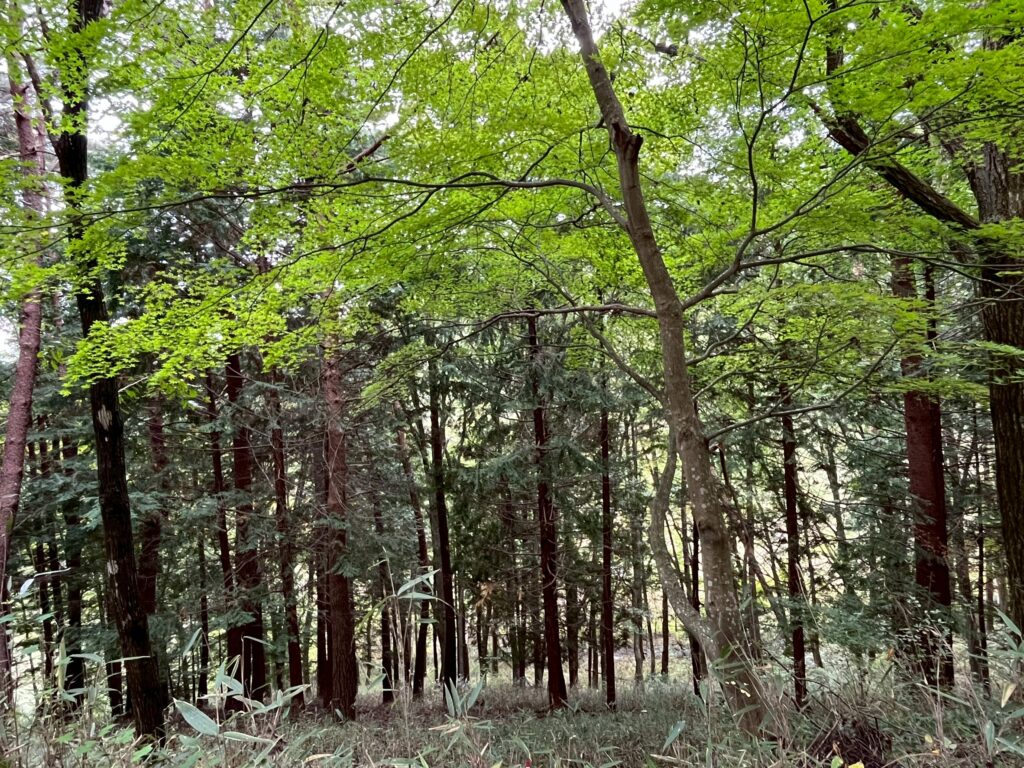（お譲り先決定）【長野県茅野市金沢】土地（先祖から相続した山林・原野）あげます！譲ります！