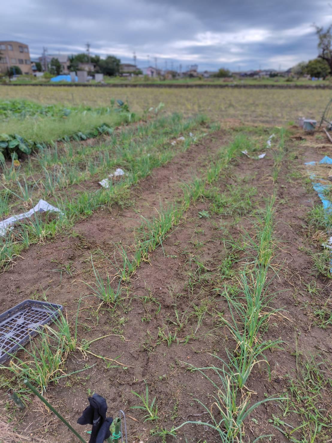 【三重県桑名市長島町福吉】土地（畑）あげます！譲ります！