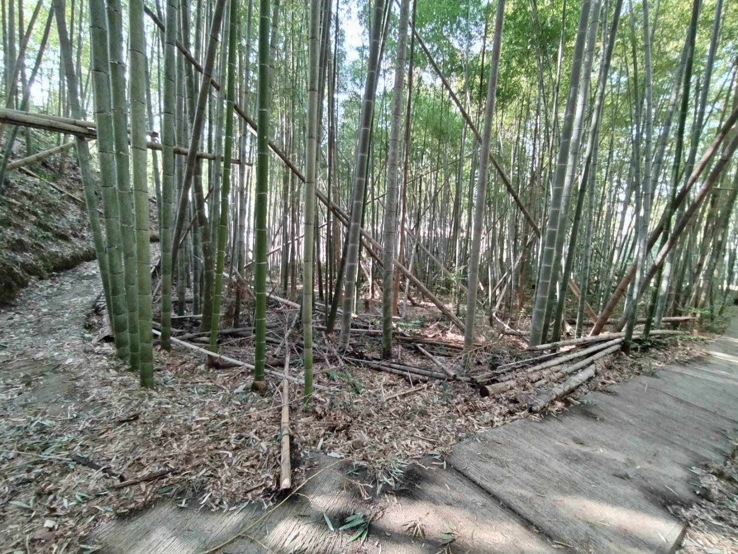 【広島県福山市新市町】土地（先祖から相続した山林・原野）あげます！譲ります！