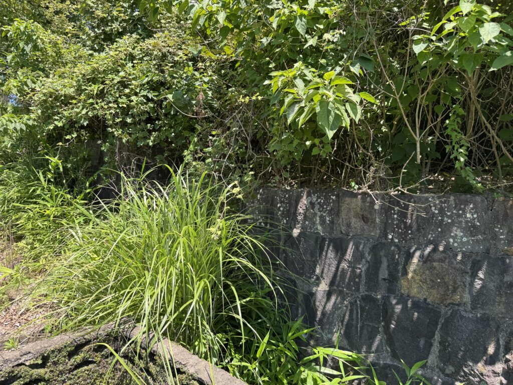 【長崎県諫早市】原野1筆あげます!