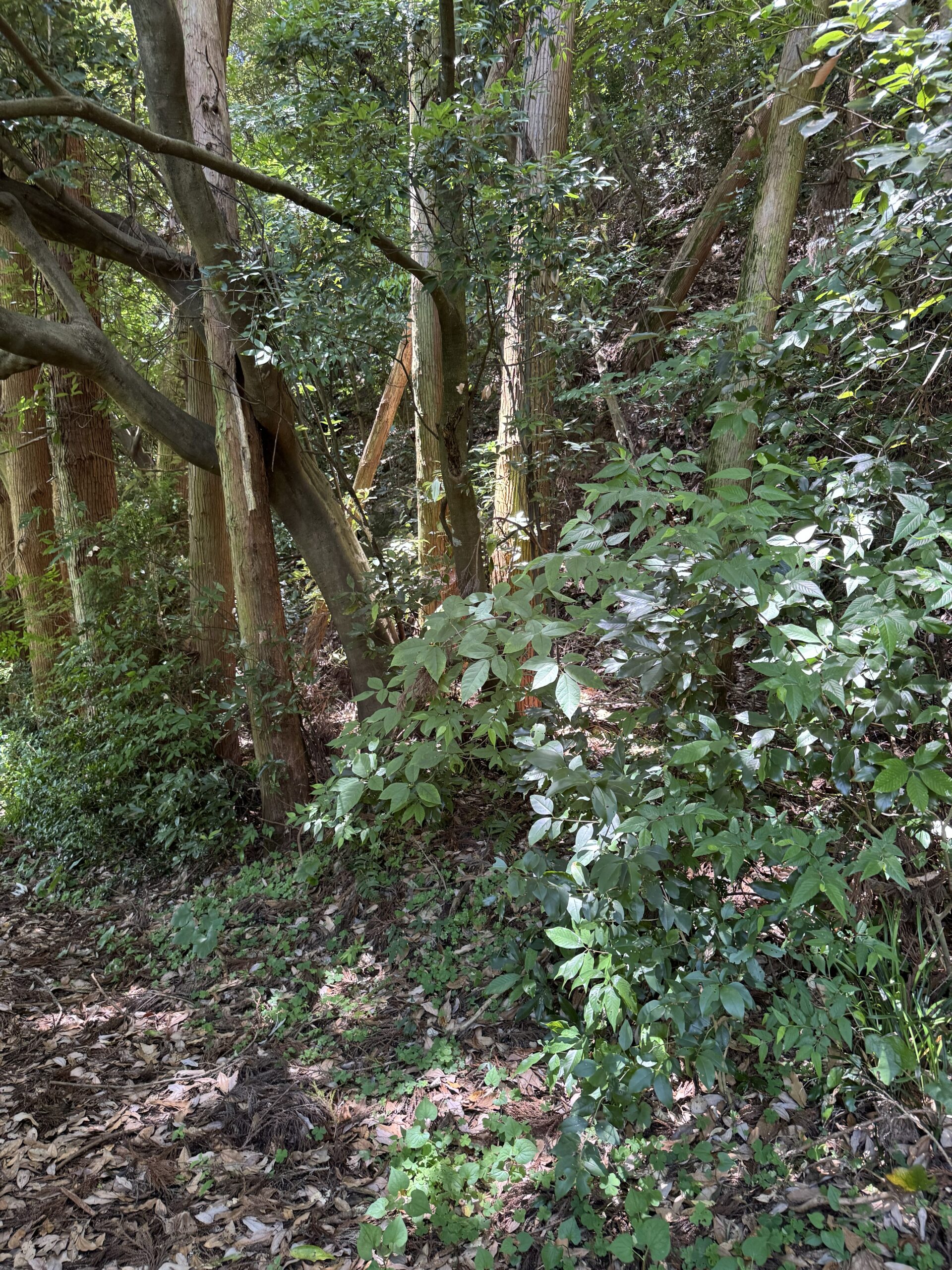 【長崎県諫早市】山林1筆あげます！
