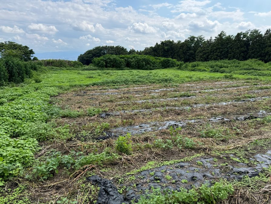 【群馬県前橋市小坂子町】土地（農地・田畑）あげます！譲ります！0円物件！無料！