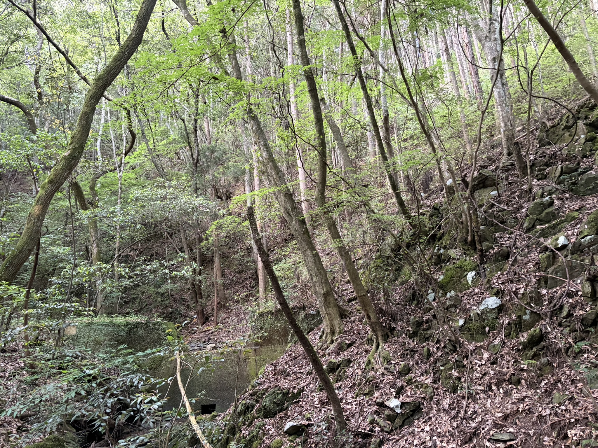 №H0242-2【愛媛県内子町】土地（先祖から相続した山林・原野）あげます！譲ります！0円物件！